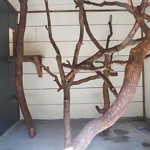 Second Siamang indoor exhibit, 2023-06-24