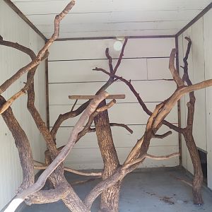 Red ruffed lemur indoor exhibit, 2023-06-24