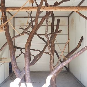 Ring-tailed lemu indoor exhibit, 2023-06-24