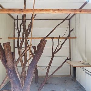 Black lemur indoor exhibit, 2023-06-24