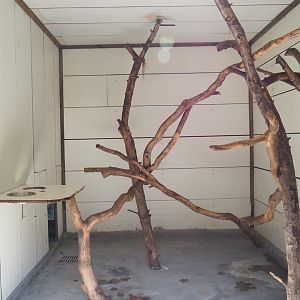 Black-and-white ruffed lemur exhibit, 2023-06-24