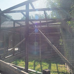 Black-and-white ruffed lemur exhibit, 2023-06-24