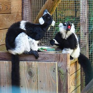 Black-and-white ruffed lemurs (Varecia variegata variegata), 2023-06-24