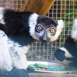Black-and-white ruffed lemur (Varecia variegata variegata), 2023-06-24
