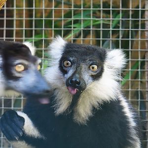 Black-and-white ruffed lemur (Varecia variegata variegata), 2023-06-24