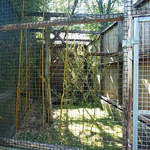 Black lemur exhibit, 2023-06-24
