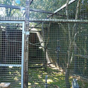Ring-tailed lemur exhibit, 2023-06-24