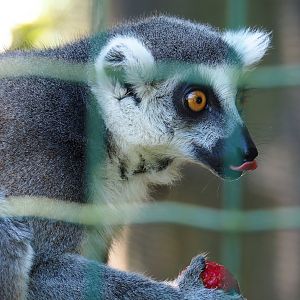 Ring-tailed lemur (Lemur catta), 2023-06-24