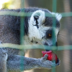 Ring-tailed lemur (Lemur catta), 2023-06-24