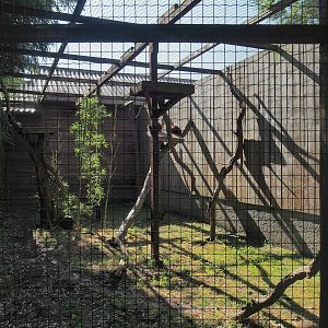 Red ruffed lemur exhibit, 2023-06-24
