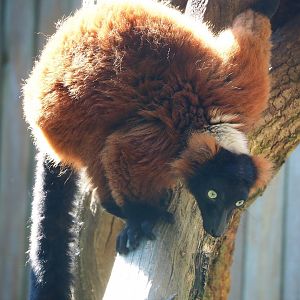 Red ruffed lemur (Varecia rubra), 2023-06-24