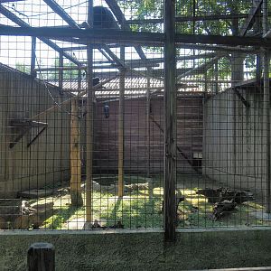 Siamang exhibit, 2023-06-24