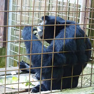 Siamang (Symphalangus syndactylus, 2023-06-24
