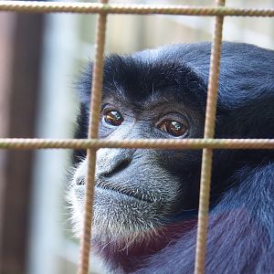 Siamang (Symphalangus syndactylus, 2023-06-24