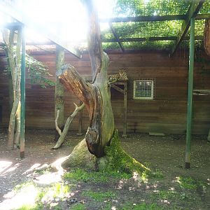 Jaguar exhibit, 2023-06-24