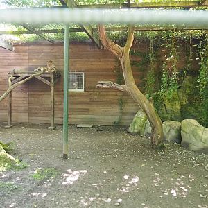 Jaguar exhibit, 2023-06-24