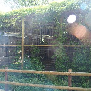 Jaguar exhibit, 2023-06-24