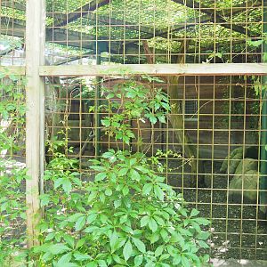 Jaguar exhibit, 2023-06-24