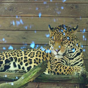 Jaguar (Panthera onca), 2023-06-24