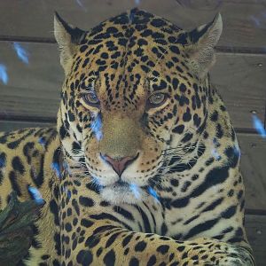 Jaguar (Panthera onca), 2023-06-24