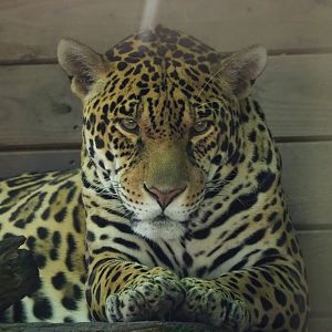 Jaguar (Panthera onca), 2023-06-24