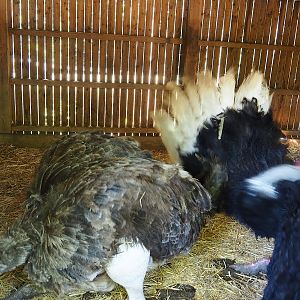 Ostriches  (Struthio camelus) in barn, with male doing courtship display, 2023-06-24