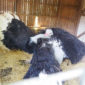 Male Ostrich (Struthio camelus) doing courtship display, 2023-06-24