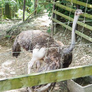 Female Ostrich (Struthio camelus), 2023-06-24