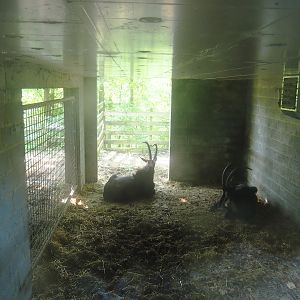 Sable antelope stall, 2023-06-24