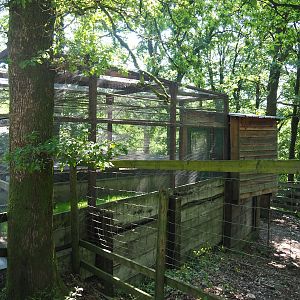 Swift parrot aviary, 2023-06-24