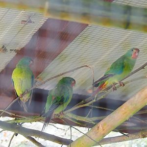 Swift parrots (Lathamus discolor), 2023-06-24