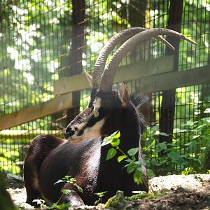 Black sable antelope (Hippotragus niger niger), 2023-06-24