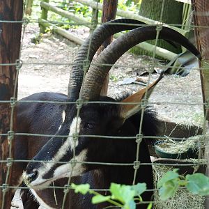 Black sable antelope (Hippotragus niger niger), 2023-06-24