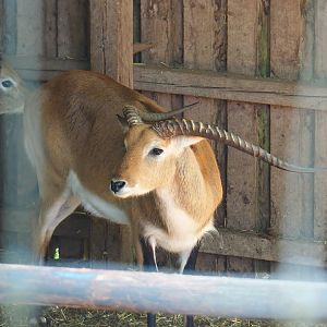 Kafue lechwe (Kobus leche kafuensis), 2023-06-24