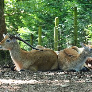 Kafue lechwes (Kobus leche kafuensis), 2023-06-24