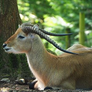 Kafue lechwe (Kobus leche kafuensis), 2023-06-24