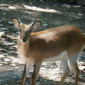 Kafue lechwe (Kobus leche kafuensis), 2023-06-24