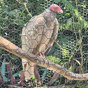 Flamingo Gardens - The "Bald Uakari" Vulture