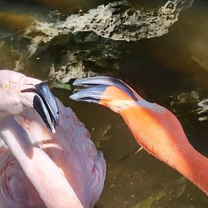 Flamingo Gardens - America vs Chile
