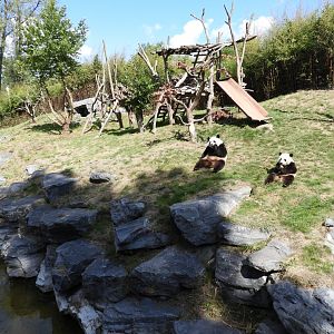 [2017] Giant panda enclosure