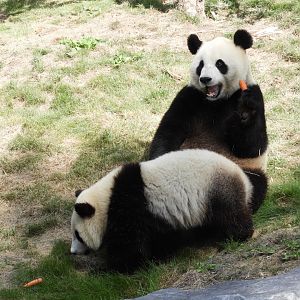 [2017] Giant pandas