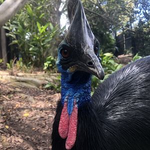 Southern cassowary