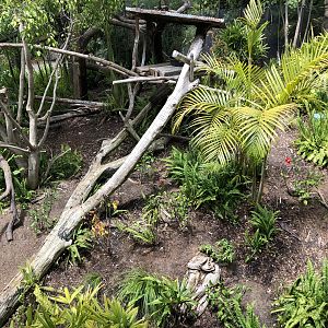 Tree kangaroo exhibit
