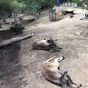 Kangaroo and magpie goose exhibit
