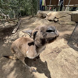 Western grey kangaroo