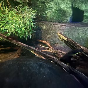 Platypus exhibit