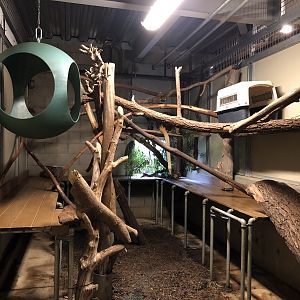 Tree kangaroo bedroom