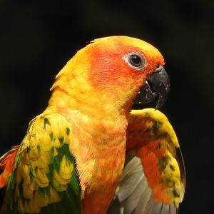 [2017] Sun conure