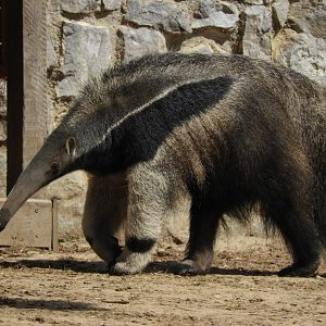 [2017] Giant anteater