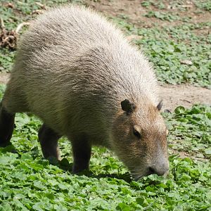 [2017] Capybara